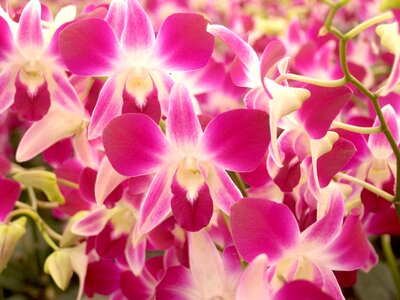 Beautiful beautiful flowers beautiful photo