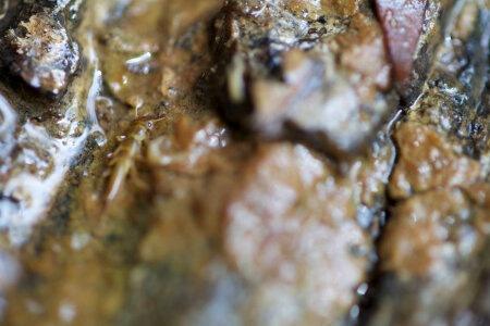 Aquatic invertebrate -1