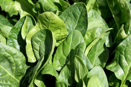 Evergreen green leaves greenish yellow