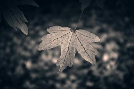 Greyscale Autumn Leaf Free Photo photo