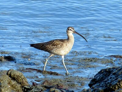 Bird Scolopacidae shoreline