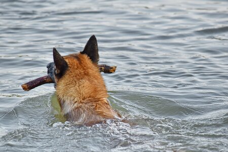 Hunting Dog shepherd dog swimming photo