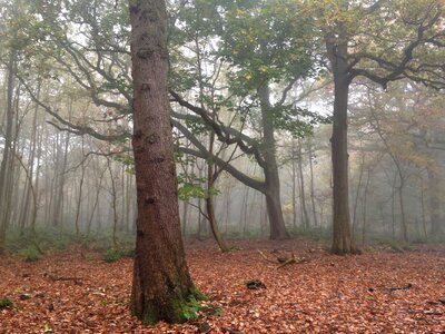 Fog forest ground photo