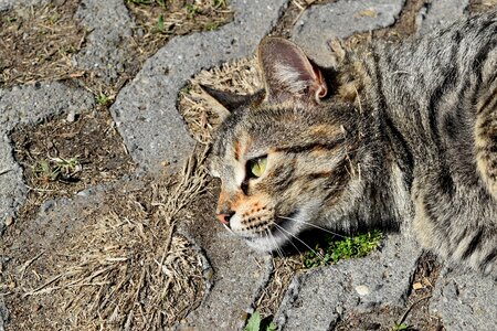 Animal tabby cat pet
