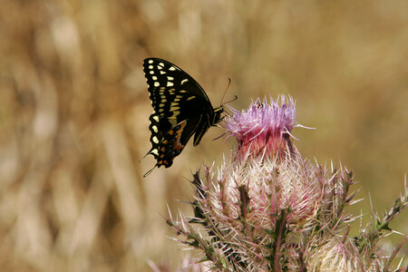 Swallowtail butterfly resting on a thistle photo