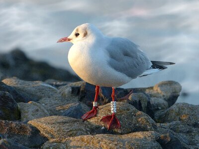Seagull rock stone