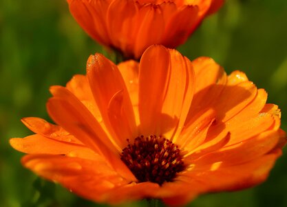 Beautiful Flowers beautiful photo bloom