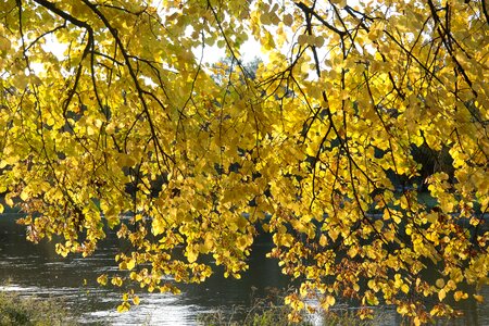 Fall color leaves yellow
