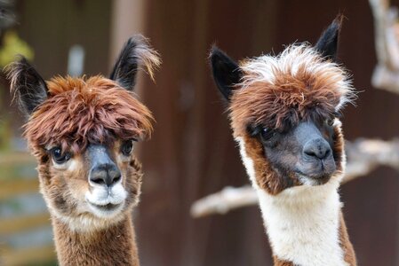 Alpaca animal cute
