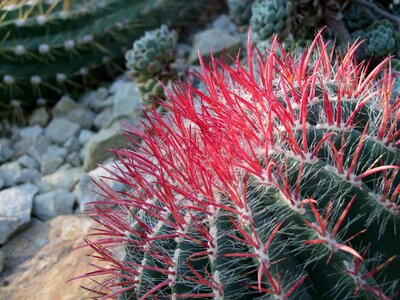 Prickly green red