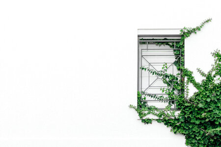 Green Ivy Leaves on White Wall photo