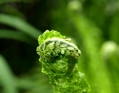 Green plant spring