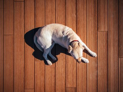 Animal boards wooden photo