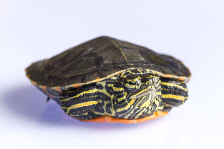 Western Painted Turtle photo