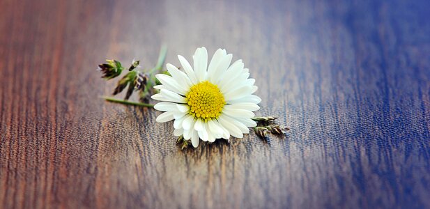 Blossom bloom white-yellow