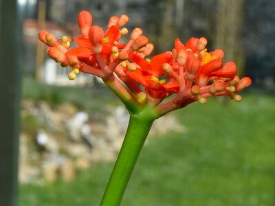 Flower Garden spring plant