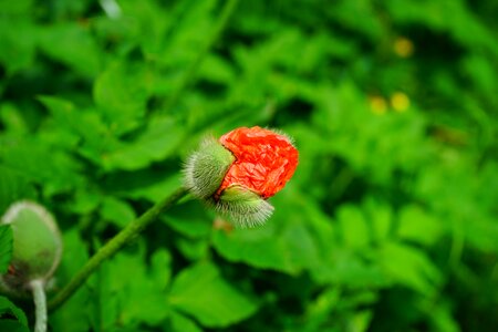 Blossom bloom red