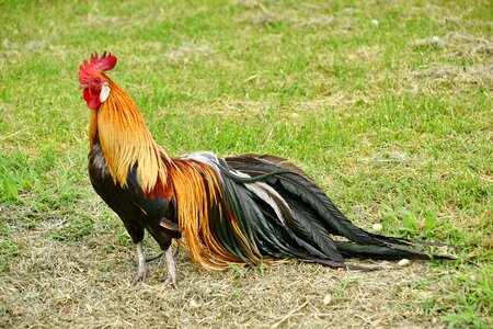 Bird domestic farmland photo