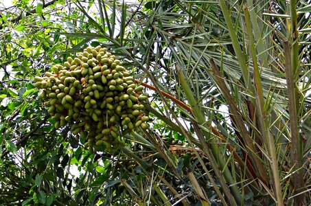 Fruits india plant