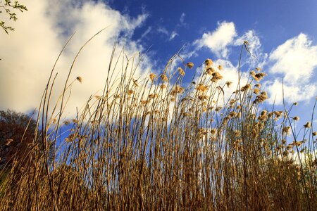 Teichplanze marsh plant clouds