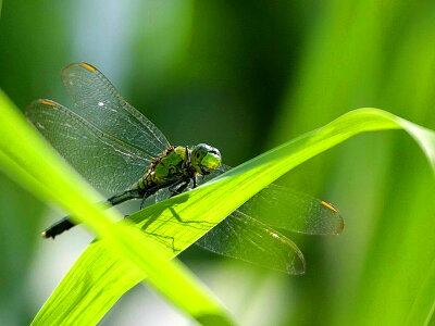 Bug dragonfly greenery