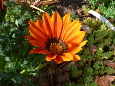 Flower Garden orange yellow garden