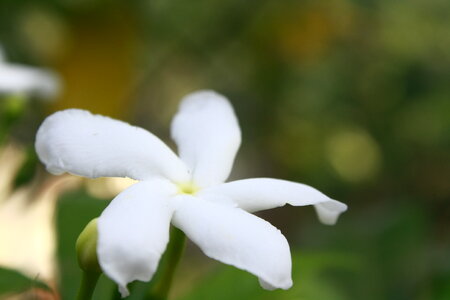 Crape Jasmine Flower