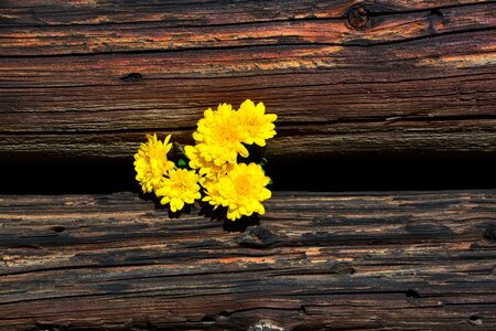 Chrysanthemums yellow wood photo