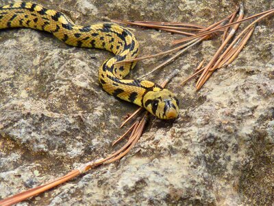 Snake yellow forest