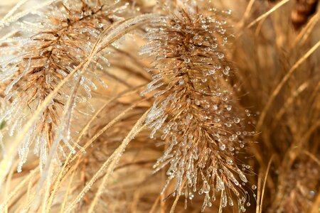Agriculture beautiful photo cereal