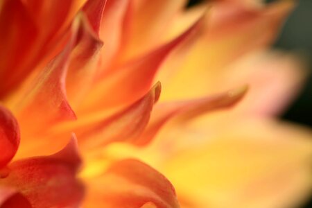 Abstract beautiful beautiful flowers