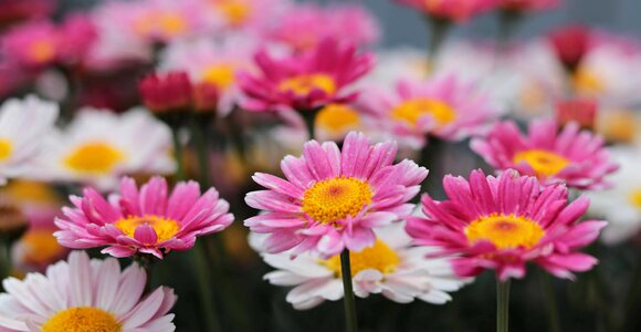 Beautiful beautiful flowers bloom