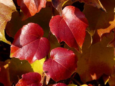 Red autumn leaves photo