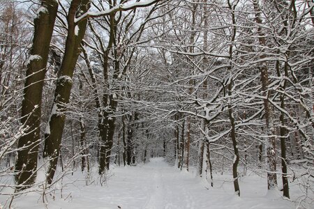 Trees aesthetic forest path photo