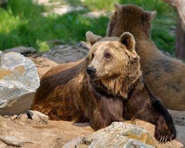 Animal bear beautiful photo