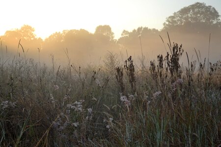 Dusk field flowers photo