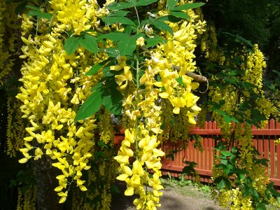 Laburnum plants spring