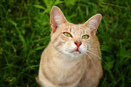 Animal cat claw