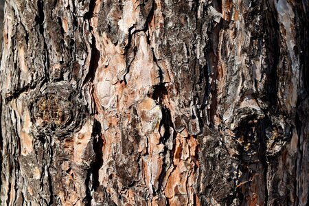 Texture tree wood photo