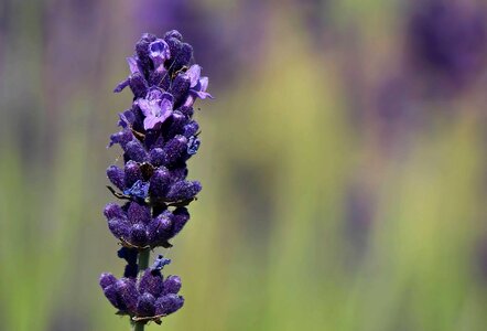 Beautiful Flowers beautiful photo blooming