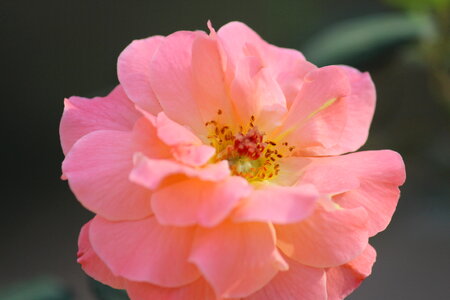 Pink Cream Flower