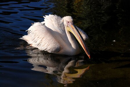 Rosy pelican water bird bird