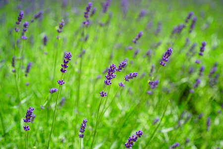 Agriculture beautiful flowers blooming photo