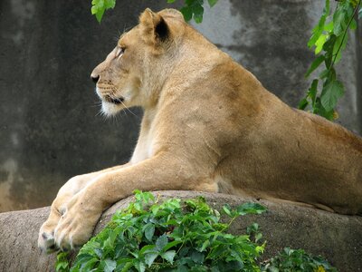 Lioness zoo wildlife photo
