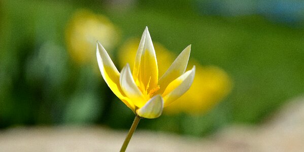 Spring flower blossom bloom photo