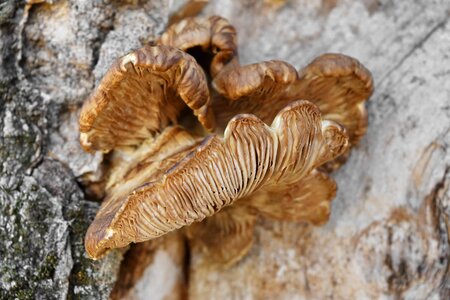 Mushroom vegetable fungus photo
