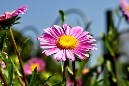 Beautiful Flowers bloom blooming photo