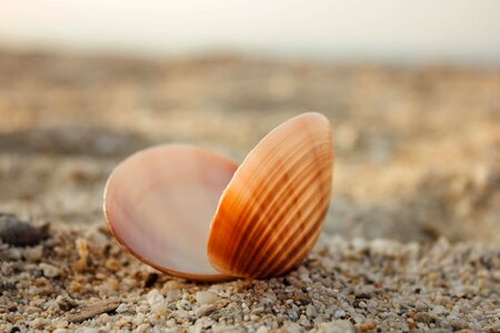 Shell seashell sand photo