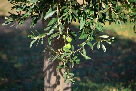 Branch diet flora