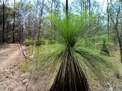 Landscape plant natural